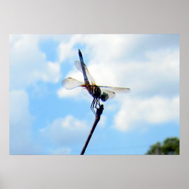 Pôster Dragonfly ~ Prepare para descolagem (Frente)