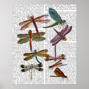 Pôster Dragonfly Print 4