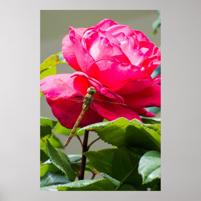 Poster Dragonfly sentada na flor da rosa vermelha (Frente)