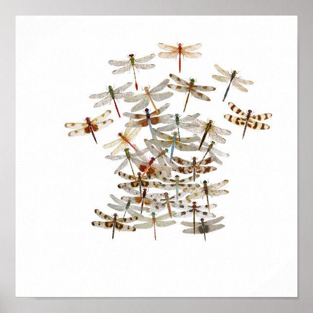 Poster Dragonfly Swarm (Frente)