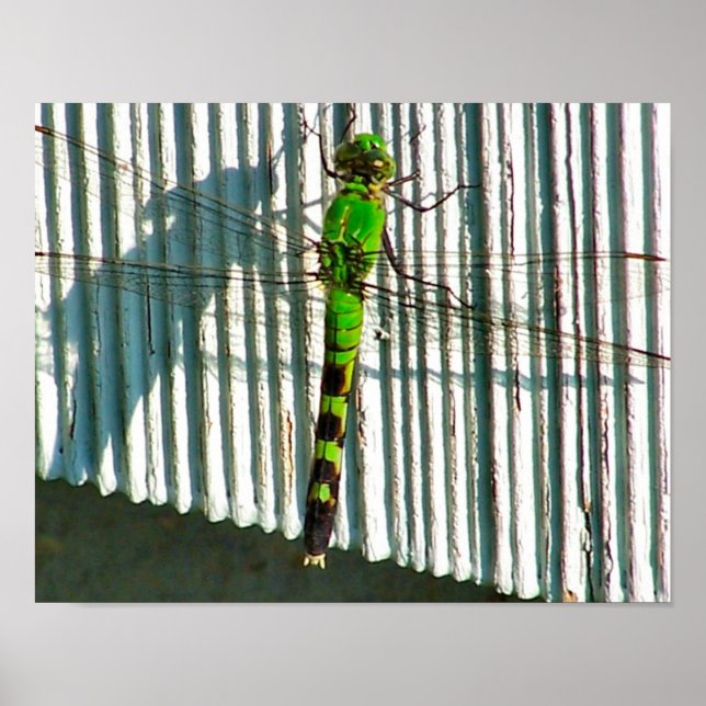 Pôster Dragonfly Verde Brilhante Fecha A Natureza (Frente)