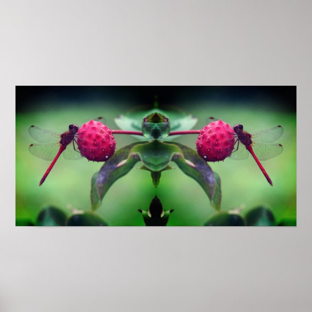 Poster Dragonfly Vermelha Em Dogwood Fruta (Frente)