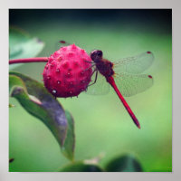 Dragonfly Vermelha Na Fruta Dogwood Fechar