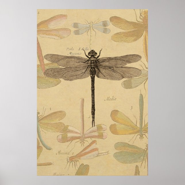 Pôster Dragonfly Vintage Desenho Clássico Antiquado (Frente)