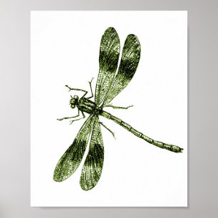 Poster Dragonfly Vintage - Verde Claro