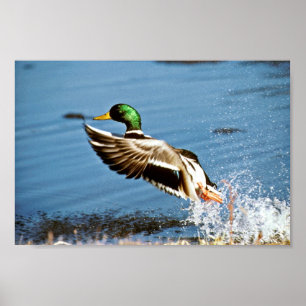 Poster Drake do pato selvagem