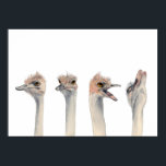 Poster Drama Queen | Pintura Por Aquarela Funny Ostrich<br><div class="desc">Esta é uma pintura de uma avestruz que conheci no Como Zoo na Rua Paul,  MN. Ele era muito expressivo e era um sujeito excelente para tirar fotos. Mais tarde,  pintei suas diferentes expressões em aquarela.</div>
