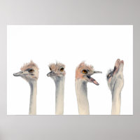 Drama Queen | Pintura Por Aquarela Funny Ostrich