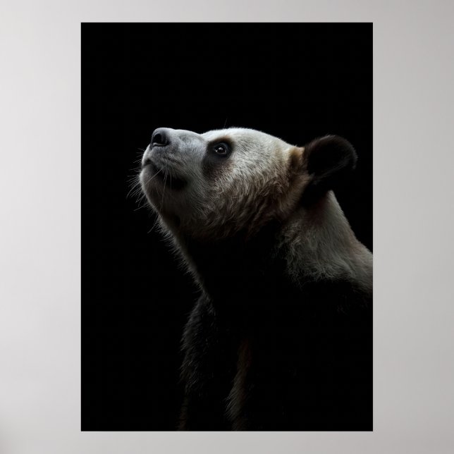 Poster Dramatic Giant Panda Portrait (Frente)