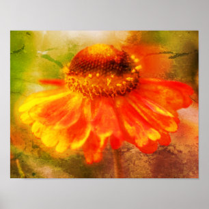 Poster Dreamia Zinnia Flor Arte em Descanso