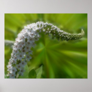 Pôster Dreamling Curling White