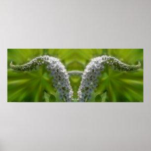 Poster Dreamling Curling White Wildflower Abstrato