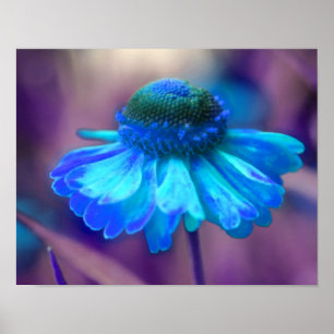 Poster Dreamy Blue Zinnia Abstrato Flower Art