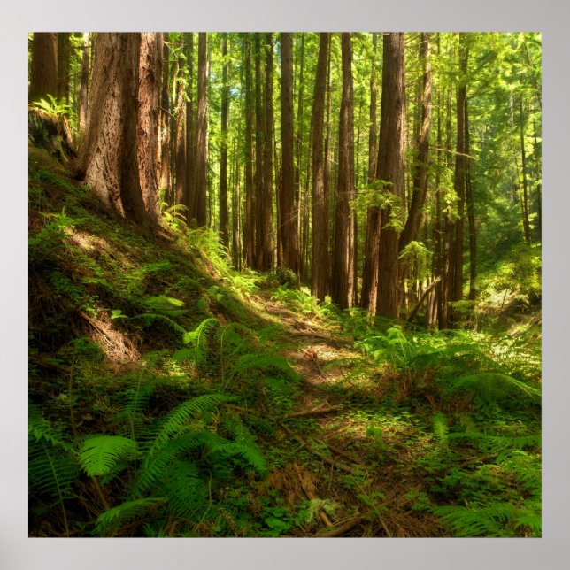 Poster Dreamy California Redwoods (Frente)