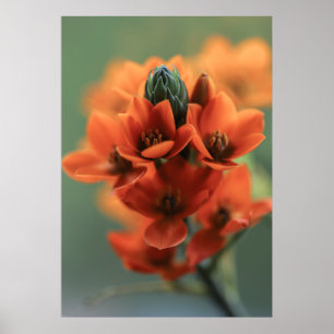 Poster Dreamy Orange Chincherinchee Flowers