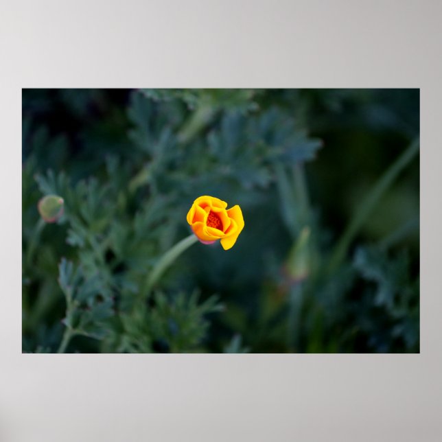 Poster Dreamy partially closed California poppy (Frente)