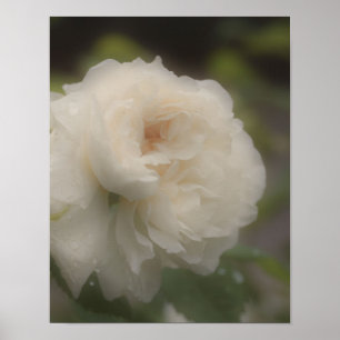 Poster Dreamy White Rose Flower
