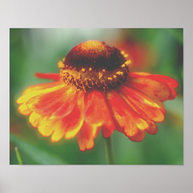 Poster Dreamy Zinnia Flower (Frente)