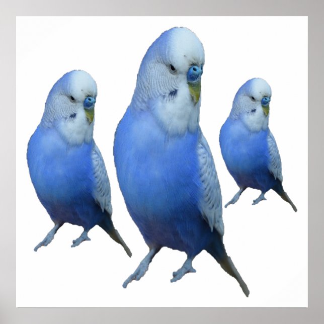 Poster drei blaue Wellensittiche (Frente)