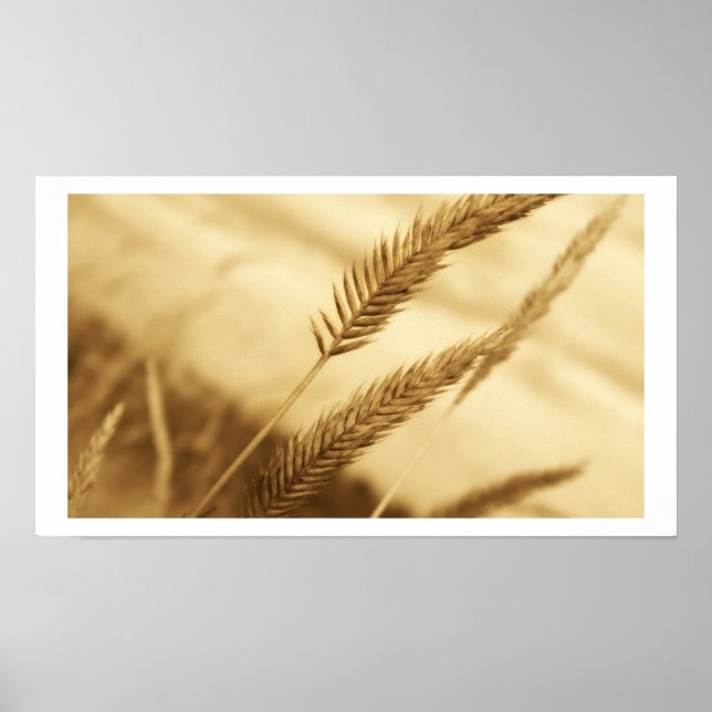 Poster Drew Sullivan - Grass da Prairie (Frente)