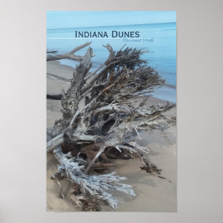 Poster Driftwood Indiana Dunes National Park Posto Magnet
