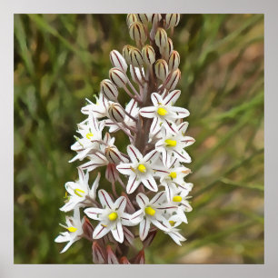 Poster Drimia Maritima Or Island Onion Art