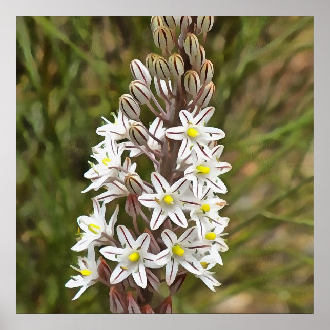 Poster Drimia Maritima Or Island Onion Art (Frente)