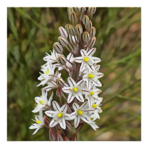 Pôster Drimia Maritima Ou Island Onion Art