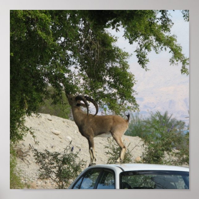 Poster Driver Ibex (Frente)