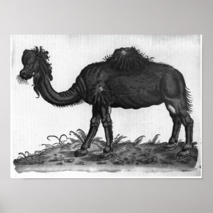 Pôster Dromedário, de 'Historial Animalium'