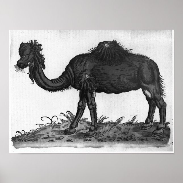Pôster Dromedário, de 'Historial Animalium' (Frente)
