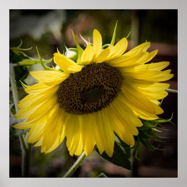 Poster Drooping (Frente)