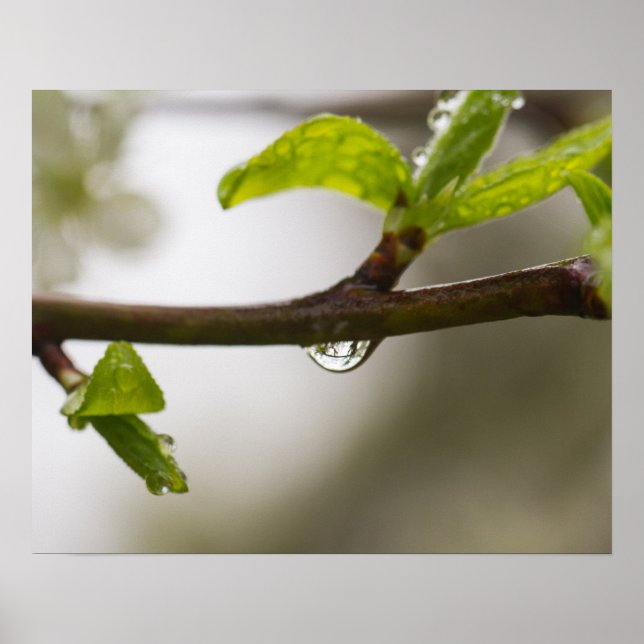 Poster Droplet De Chuva (Matte) (Frente)
