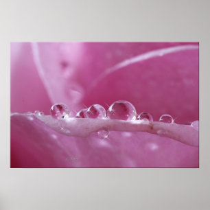 Pôster Droplets
