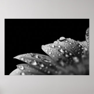 Pôster Droplets (Black and White)