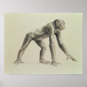 Poster Dryopithecus Africanus