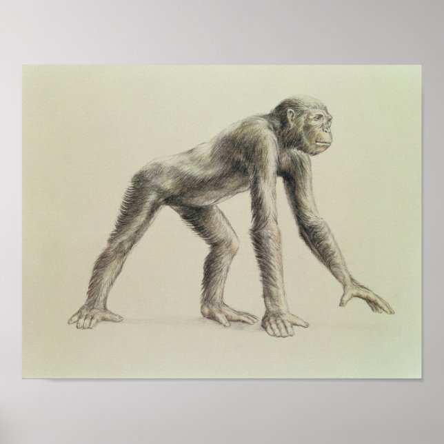 Poster Dryopithecus Africanus (Frente)