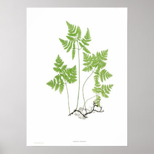 Pôster Dryopteris do Polypodium