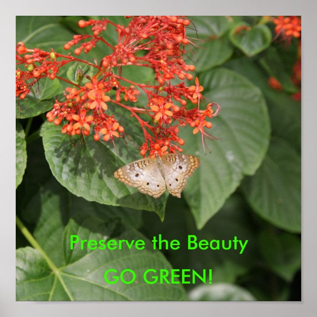 Pôster DSC00433, Preservar a Beleza, VÁ VERDE! (Frente)