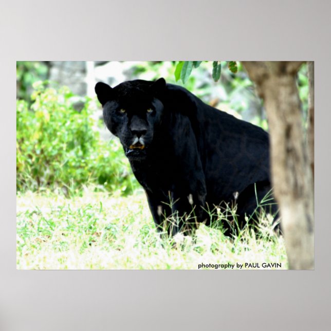 Pôster DSC_0235, fotografia de PAUL GAVIN (Frente)