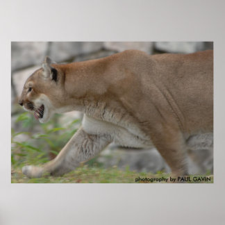 Pôster DSC_0254, fotografia de PAUL GAVIN