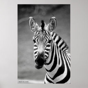 POSTER DSC_8249, sorriso da zebra