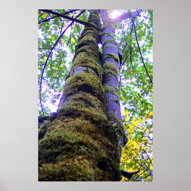 Pôster Duas Árvores (Frente)