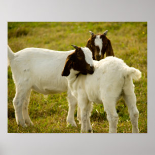 Poster Duas Cabras De Cabra Fresco