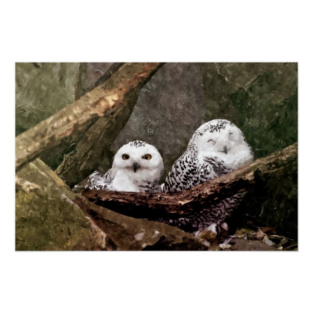 Pôster Duas Corujas (Frente)