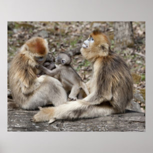 Pôster Duas fêmeas de Macacos Dourados com recém-nascidos