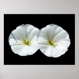 Pôster duas flores brancas