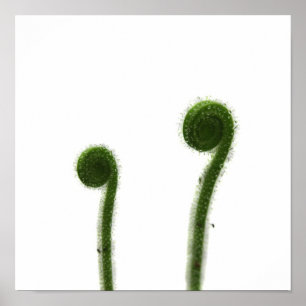 Pôster Duas Folhas de Drosera Enroladas
