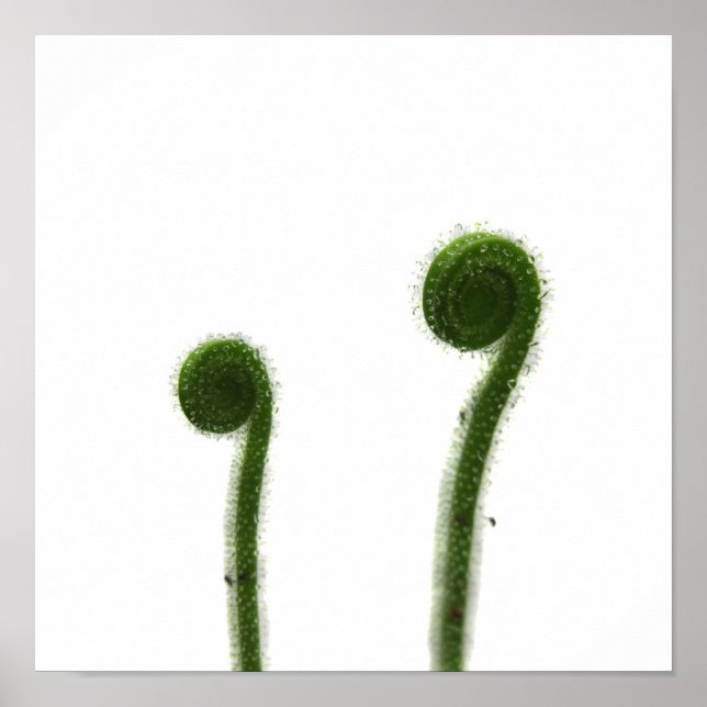 Pôster Duas Folhas de Drosera Enroladas (Frente)