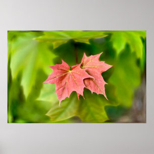 Poster Duas folhas de maple